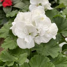 Image result for Pelargonium