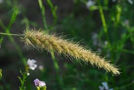 Image result for Cenchrus unisetus