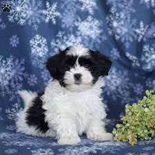 Given its occasionally stubborn nature, the shih poo can be tough to train. Mal Shi Puppies For Sale Greenfield Puppies
