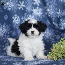 Healthy well socialized akc shih tzu puppies. Mal Shi Puppies For Sale Mal Shi Dog Breed Profile Greenfield Puppies