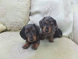 Miniature Smooth Silver Dapple Dachshund Puppies Aberaeron Dachshund Dapple Dachshund Puppy Dapple Dachshund Dachshund Puppies