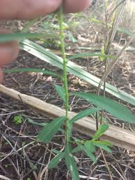 Image result for Phyllanthus mendesii