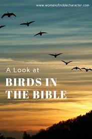 Birds And Their Meanings Birds In The Bible A Fascinating Look At The Symbolism Of Doves And Sparrows With Images Bible Scripture Bible Study Help