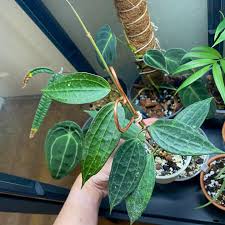 Image result for Polystachya melanantha