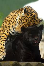 Leopard And Black Leopard A K A Black Panther Cute Animals Funny Animal Memes Funny Animals