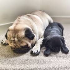 Pug Crazy Com In 2020 Pug Dog Puppy Cute Pugs Cute Baby Animals