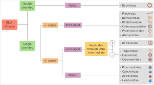 Image result for Xyris rubella