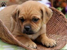 Pug x chihuahua = chug. Pug Dachshund Mix Puppies For Sale Zoe Fans Blog Tiere