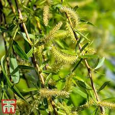 Villow tree zum kleinen preis hier bestellen. Golden Weeping Willow Hedging Thompson Morgan