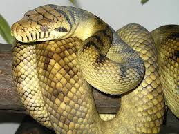 Bisa dilihat dari ular sanca batu dewasa yang tubuhnya bisa tumbuh hingga 8 meter dengan berat 100 kilogram. Ini Ular Terbesar Yang Masih Hidup Di Bumi Ada Yang Di Indonesia Lo Semua Halaman Bobo