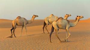 The other list camel developer list, is for the camel team to discuss development of the actual camel project; Why Startups Should Aim To Be Camels Rather Than Unicorns Inc Com