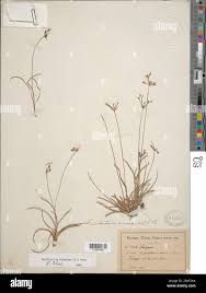 Image result for Fimbristylis dichotoma