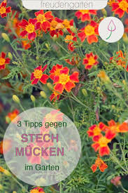 Tipps Gegen Stechmucken Im Garten Gartenteich Bepflanzen Garten Bepflanzung