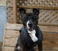 Needs A Home Available At The Humane Society Of Hamilton County Noblesville Indiana Humane Society Boston Terrier Terrier