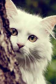 Maybe you would like to learn more about one of these? Cat Mobile Wallpapers Group 24