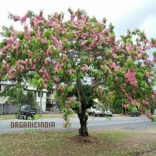 Image result for Cassia javanica