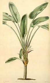 Image result for Strelitzia alba