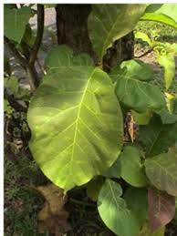 We did not find results for: Apakah Bisa Daun Jati Untuk Pakan Ternak Sapi Rumah Petani