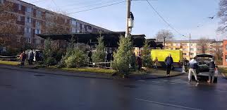 Marile magazine din bucurești au scos deja la vânzare dacă alegem un brad natural, specialiștii ne recomandă să cumpărăm doar din locurile special amenajate, în care pomii sunt etichetați. Foto Brazi Naturali De CrÄƒciun PuÈ™i In Vanzare La Hunedoara PreÈ›urile Pornesc De La 25 De Lei Servuspress