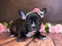 So we started referring to other frenchie breeders in the area that don't have websites. French Bulldog Puppies Pet City Pet Shops