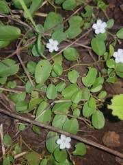 Image result for Evolvulus nummularius