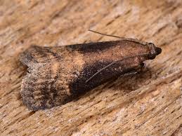 Image result for Vernonella chthonocephala