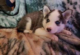 Often mistaken for a small german shepherd, belgian malinois are one of four distinct herding breeds native to, you guessed it, belgium. Siberian Husky Puppy For Sale Adoption Rescue For Sale In New Bern North Carolina Classified Americanlisted Com