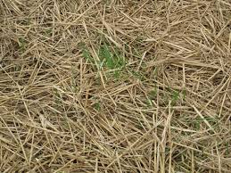 We did not find results for: Organic Mulching Materials For Weed Management Eorganic