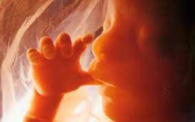 Was Fuhlen Babies Wahrend Der Schwangerschaft Zeltmacher