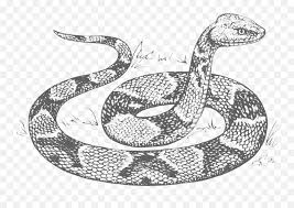 Found 12 free snakes drawing tutorials which can be drawn using pencil, market, photoshop, illustrator just follow step by step directions. Snake Head Raised Free Vector Graphic On Pixabay Snake Drawing Png Free Transparent Png Images Pngaaa Com