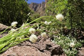 Image result for Scabiosa drakensbergensis