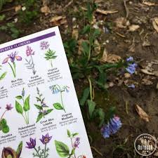 20312 15th ave nw, shoreline, wa. Goeldner Woods Spring Wildflower Hike Des Moines Outdoor Fun