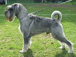 Die beliebtesten hunderassen von a bis z mit bild. Schnauzer Wikipedia