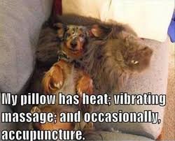 Your meme was successfully uploaded and it is now in moderation. My Pillow Has Heat Dog And Cat Memes Funny Animals Funny Dogs Funny Animal Pictures