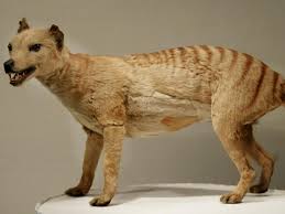 The pyrenean ibex officially went extinct in 2000, before being 'resurrected' nearly a decade later in 2009. Tasmanian Tiger Declared Extinct 80 Years Ago Spotted Eight Times The Independent The Independent