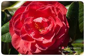 Nel corbezzolo, infatti, fiori e frutti compaiono nello stesso momento. Camelia Pianta Decorativa Sempreverde Classe Ed Eleganza In Giardino