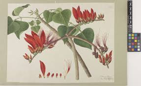 Image result for Erythrina sacleuxii