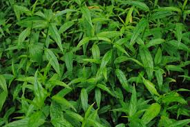 Sabah snake grass has been popular in asia since the past few years due to its purported potency to deal with various serious diseases successfully. Clinacanthus Nutans Site Title