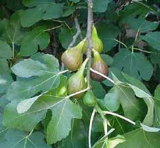 Wie kann man eigentlich erkennen, wann die äpfel optimal sind? Feigen Arten Pflanzen Zuruckschneiden Und Ihre Eigenschaften Feigen Mit Grossen Fruchten Im Garten