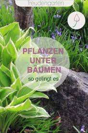 Pflanzen Unter Baumen Mit Diesen Tipps Gelingt Es In 2020 Pflanzen Garten Bepflanzung