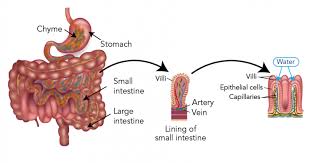 Check spelling or type a new query. Osmosis And Its Role In Human Biology And Health Let S Talk Science