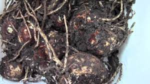 Maybe you would like to learn more about one of these? Digging Calla Lilies 10 Degrees Tonight Youtube