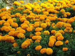 Yang pada belum tau nih lagu viral tahi ayam. Sebenarnya Bunga Ini Namanya Apa Sih Sejak Kecil Aku Taunya Bunga Tahi Ayam Plants Flowers Marigold