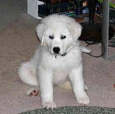 Great Pyrenees Dogs Madra Great Pyrenees Puppy Great Pyrenees Dog Great Pyrenees