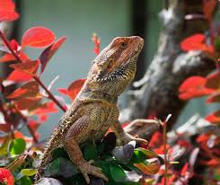 There are more than 200 species of opuntia. 9 Safe Plants For Bearded Dragon Habitats Reptile Advisor