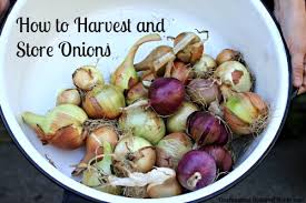 After a week like this carefully dig them out of the ground using a fork. Mavis Garden Blog How To Harvest And Store Onions One Hundred Dollars A Month