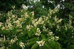 Image result for Acacia schweinfurthii