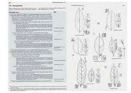 Image result for Dactyladenia