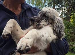 The english setter, a dog of medium size, belongs to the group of setter breeds including irish red and white setter, gordon setter (black and tan) as well as the red setter. Black And White English Setter Dog In Hands English Setter Dogs English Setter English Setter Puppies
