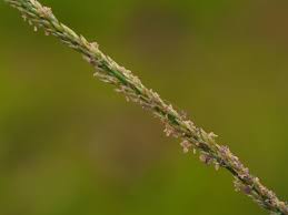 Image result for Sporobolus molleri